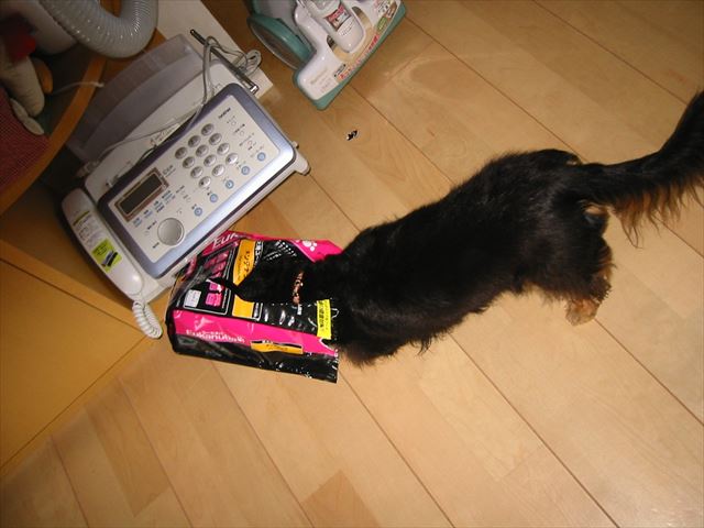 ルパンのいる毎日。飽きることなかった。毎日笑い、いつでも笑顔だった。