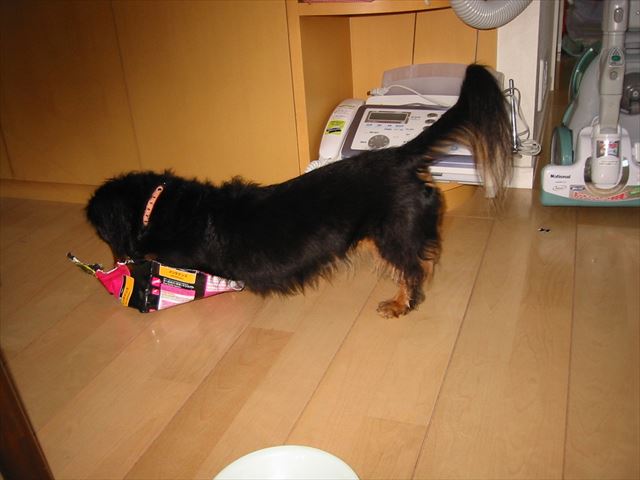 ドックフードの袋も最後はルパンのいいおもちゃに。