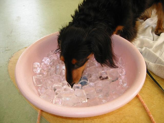 暑い暑い！氷の天然クーラーで少しは涼しくなるかな。