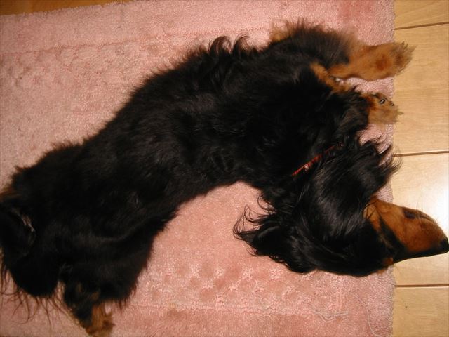 ペタンとくつろいでよく寝てる・・