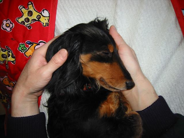 腕の中ならぬ手のひらの中。これなら安心。papaひとり占めで安心。