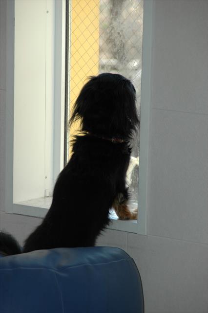 窓ガラスはいつもルパンの鼻水でベタベタだったな（笑）