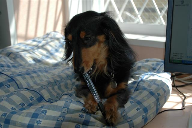 油断も隙もない！　目を離すとすぐやられちゃう。