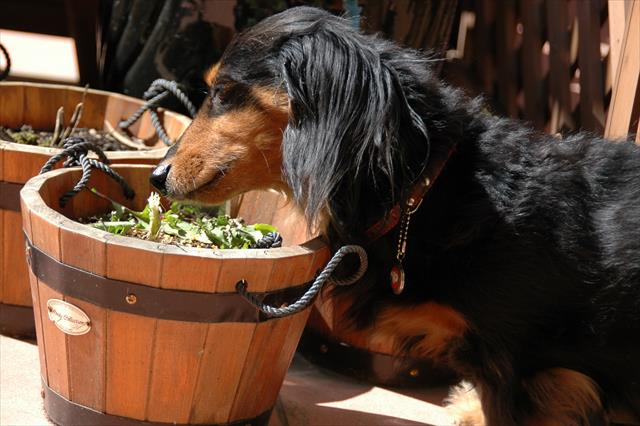 葉っぱは全部むしってみないと気がすまない！