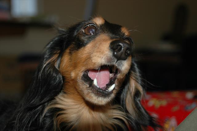 何て言ってるんだろう？・・ルパンの表情に私はいつでも釘付けだった。