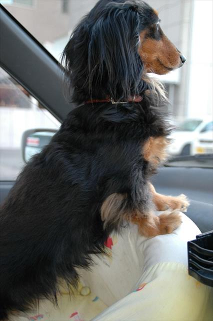 車でpapaを待つルパン。来た？戻ってきた？