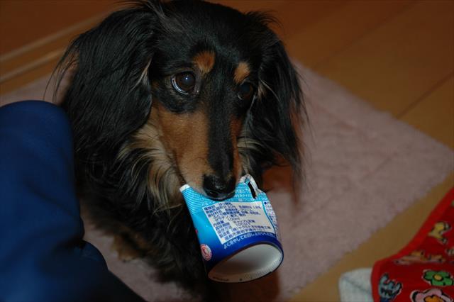 ヨーグルトカップの中におやつを入れて。「もう１回！」とおねだりルパン。