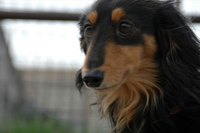 真剣なまなざし。何を見てるの？何を思ってるの？ルパンのこと、何でも知りたかった。