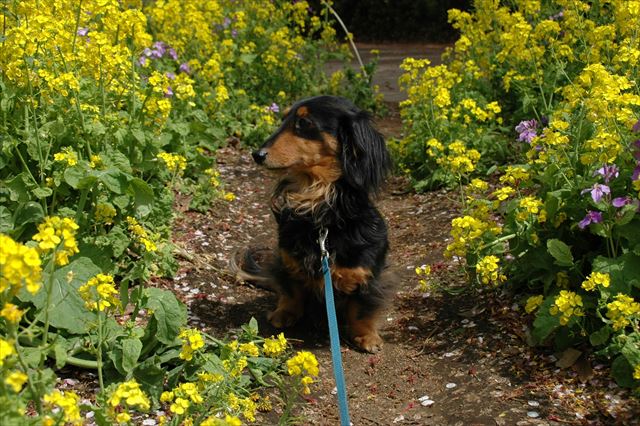 ふたりで車に乗って菜の花畑まで散歩に来たよね。