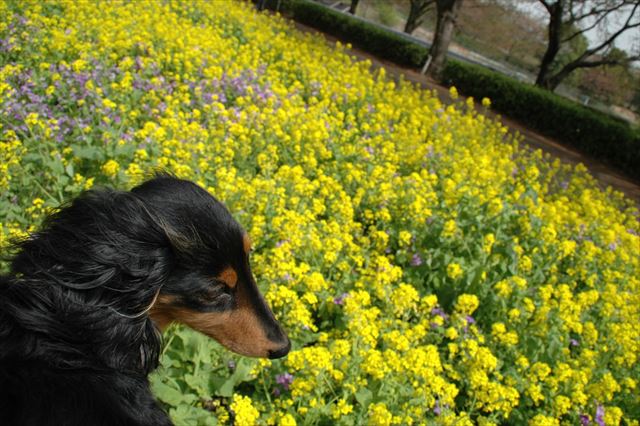 きれいだったよねぇ！・・ルパンはもらったおやつの方がうれしかったかな。