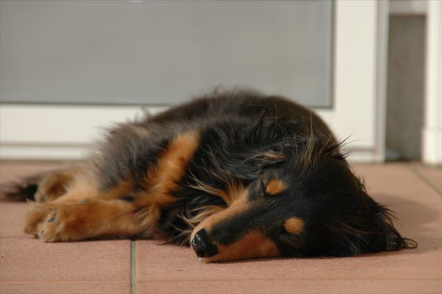 日向ぼっこ。ポカポカだね。気持ちいいね。