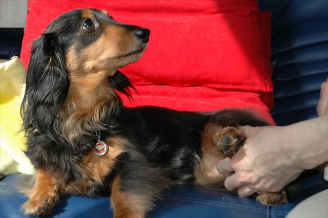 papaのブラッシングは上手だから最後にはうっとりしちゃう。