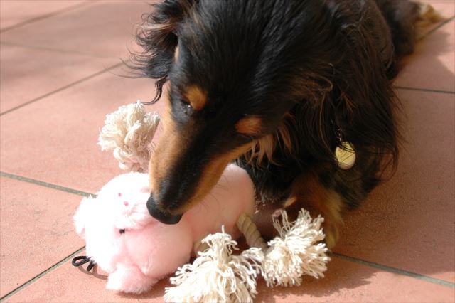 おもちゃあげると喜ぶルパン。こういう瞬間が楽しかったなぁ。