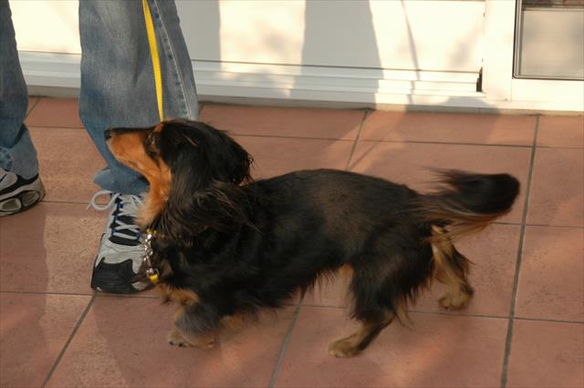 おさんぽおさんぽ。早くいこ。