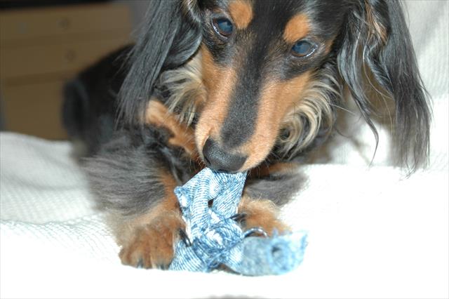 犬のおもちゃ 手作り 犬のいる毎日