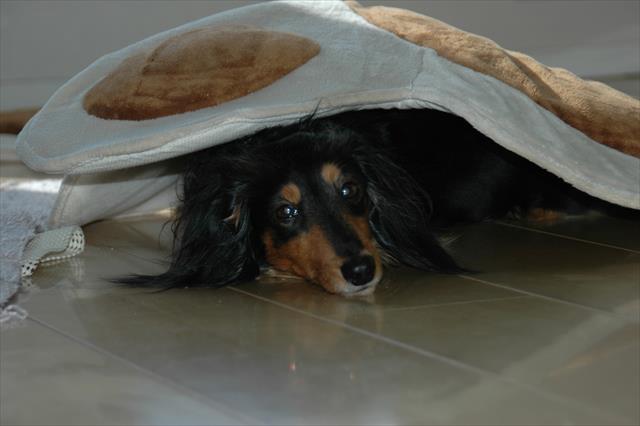 ルパンは頭いいね。床暖房とマットの間は、最高にあったかいよね。