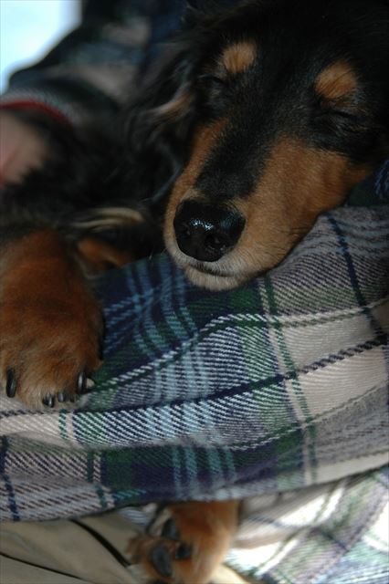 一番安心できる場所。papaの腕の中。