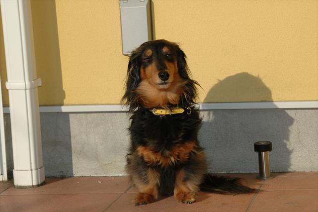 夕暮れ時、庭でよくウトウトしてたな。西日がルパンの陰を作ってる・・。