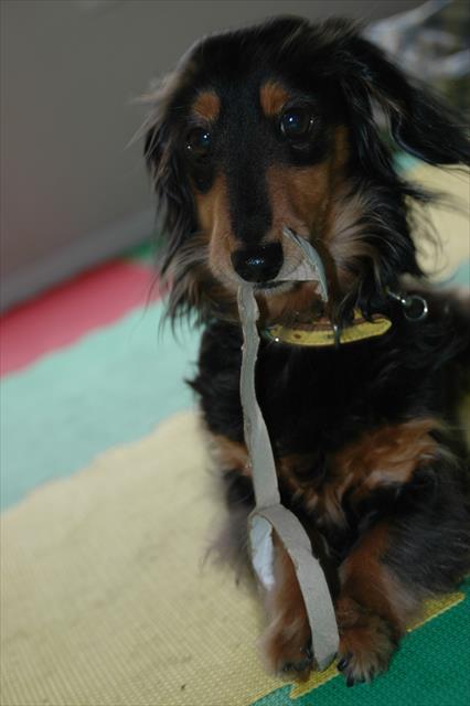 セロテープの芯を器用に分解。見て！この自信満々な顔。