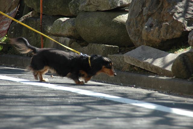 ルパンの散歩は忙しい忙しい！　あっちも気になるこっちも気になる。