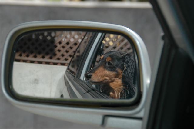 出発を待つルパン。papa早くこないかなぁ。