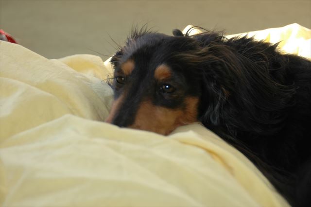 このお布団大好きだったよね。わかってる。ちゃんとそのことわかってる。