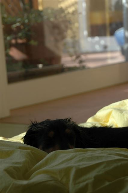 その羽毛、好きなんだよね。お昼寝終わったらまたお庭行こうよね。