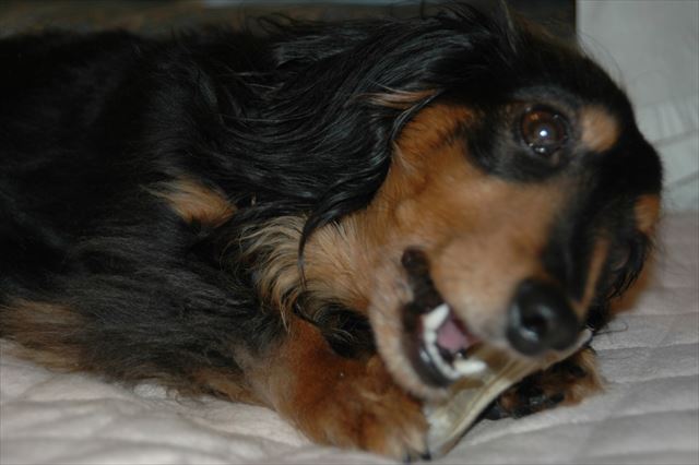 ガム好きだったね。夢中で噛んでたね。