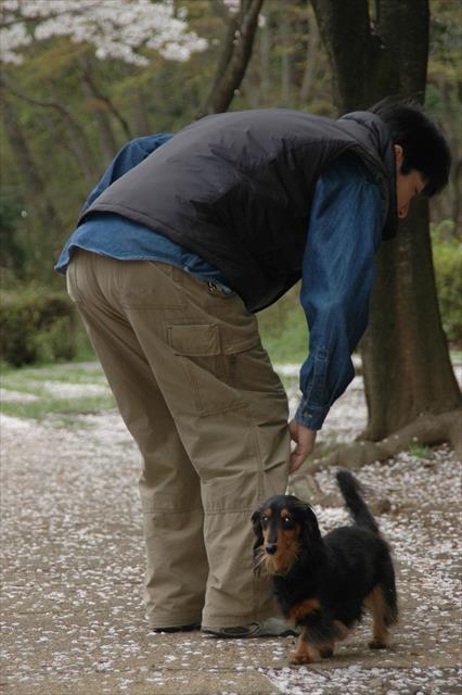 桜吹雪の中の散歩。ルパンと春が迎えられた幸せを噛みしめる時。