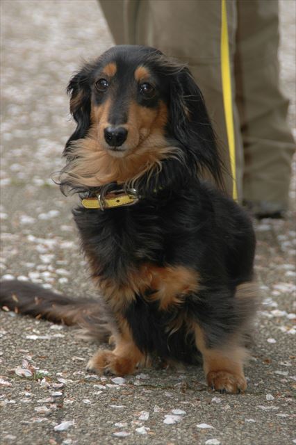 ルパンとならお花見も楽しかったな・・。