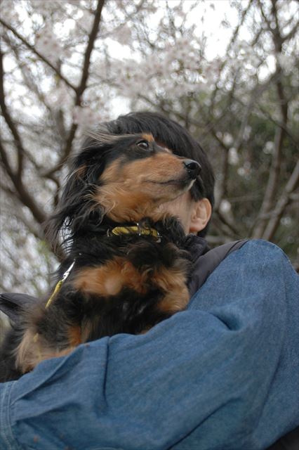 桜のアーチの下で。春だね、ルパンといられて幸せ。