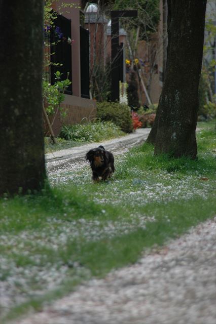 世の中は様変わりしちゃったよ。ルパンと散歩してた頃が懐かしいよ。
