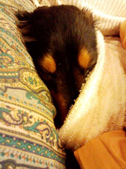 ルパンは頭いいね。鼻隠すとあったかいんだよね。