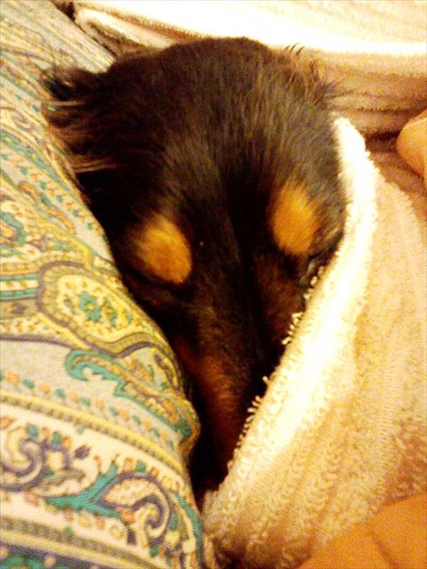 寝ててもかわいい・・。