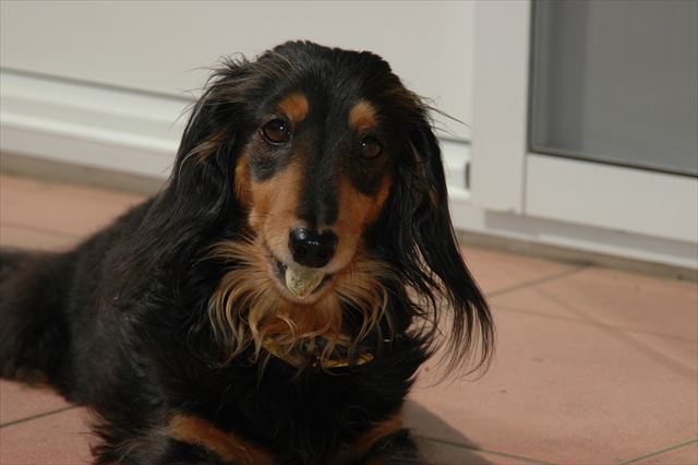 アーモンドの実。ゴックンしないでね！