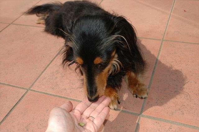 「ペッ♪」。出してくれてありがと。えらいねルパン。