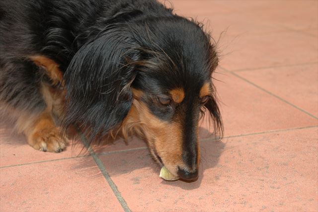 おっ見つけたな！上手に取れるかな。