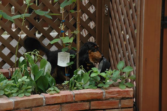 誰だぁ～？花壇に侵入したイタズラっ子は誰だぁ～！