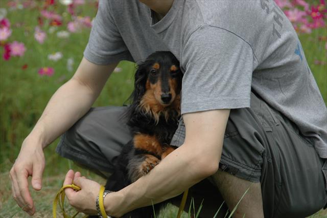 「怖いよ、抱っこ」。夏のスキー場のコスモス畑。害獣除けの空砲に驚くルパン。
