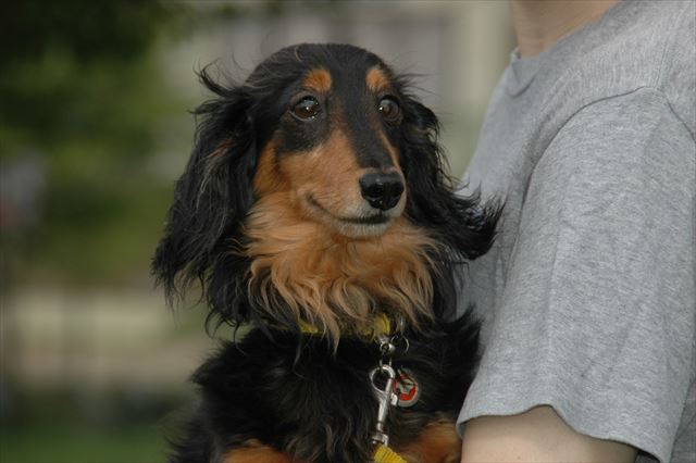 papaのだっこが大好きだったよね。ここなら安心。ご機嫌。