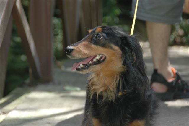 みんなで出かけるのが大好きだった。夏のルパン。夏の笑顔。