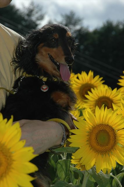 ルパンの大好きだったあの土地へ、また行くよ。必ず行くよ。