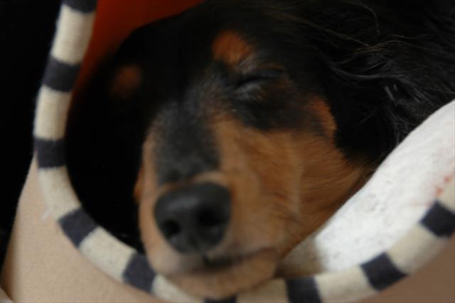 バックの中が安心なの？　ルパンを置いて出かけたりしないから安心してお昼寝しな♪