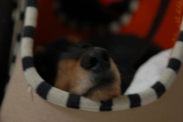 今日もたくさん遊んだね。側にいるから安心してお昼寝しな。