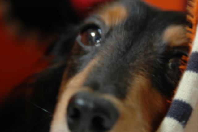 眠そうな顔して。安心してお昼寝しな。