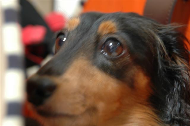 キラキラした目。ちょっとあがった口角。ルパンはいつでも笑顔。私の太陽。