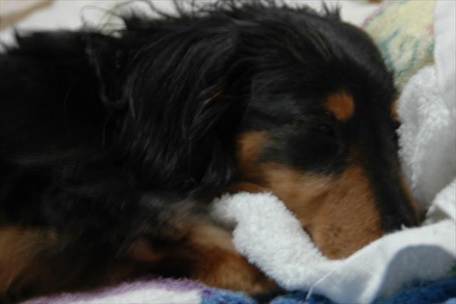 よく寝てる・・