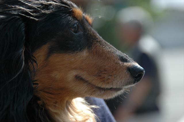 ルパンかわいい。大好き。世界一。宇宙一。