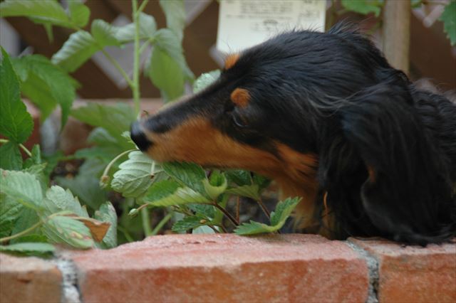 イチゴ見つけた？頭いいねぇ。花壇の中に入って取ってるの！