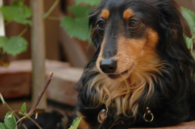 ルパン、楽しそう。楽しく遊べるように工夫するのが私の喜びだった。